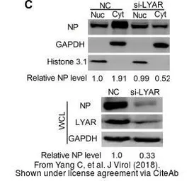 Anti-Influenza A virus Nucleoprotein antibody used in Western Blot (WB). GTX125989