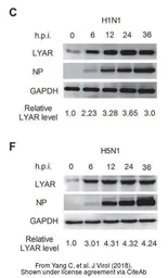 Anti-Influenza A virus Nucleoprotein antibody used in Western Blot (WB). GTX125989