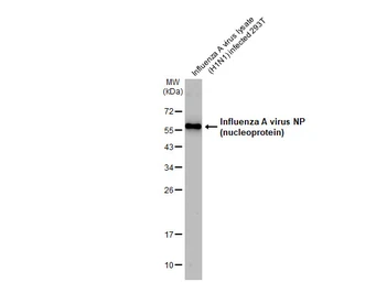 Anti-Influenza A virus Nucleoprotein antibody used in Western Blot (WB). GTX125989