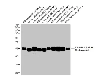 Anti-Influenza A virus Nucleoprotein antibody used in Western Blot (WB). GTX125989