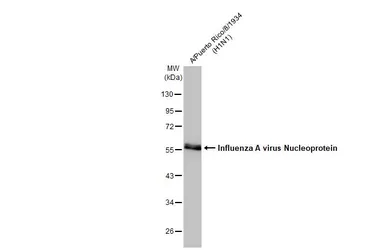 Anti-Influenza A virus Nucleoprotein antibody used in Western Blot (WB). GTX125989