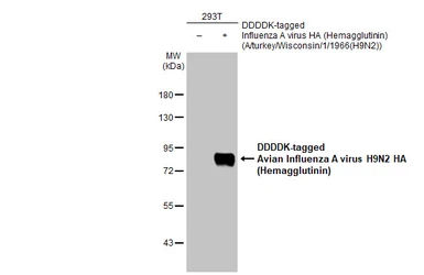 Anti-Avian Influenza A virus H9N2 HA (Hemagglutinin) antibody used in Western Blot (WB). GTX127305