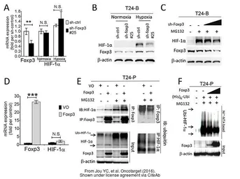 Anti-HIF1 alpha antibody used in Western Blot (WB). GTX127309