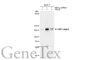 Anti-HIF1 alpha antibody used in Western Blot (WB). GTX127309