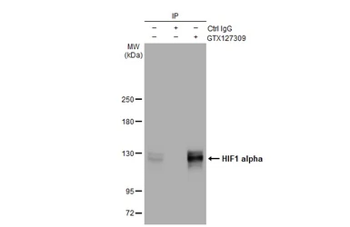 Anti-HIF1 alpha antibody used in Immunoprecipitation (IP). GTX127309
