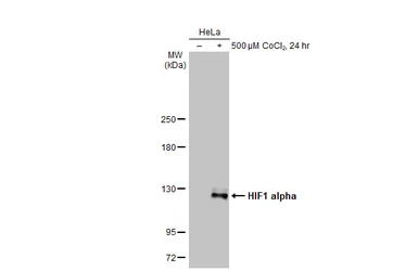 Anti-HIF1 alpha antibody used in Western Blot (WB). GTX127309