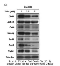 Anti-Twist1/2 antibody used in Western Blot (WB). GTX127310