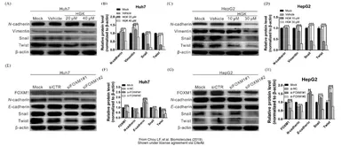 Anti-Twist1/2 antibody used in Western Blot (WB). GTX127310