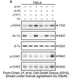 Anti-Histone H2A.XS139ph (phospho Ser139) antibody used in Western Blot (WB). GTX127340