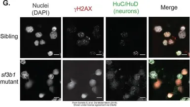 Anti-Histone H2A.XS139ph (phospho Ser139) antibody used in Immunocytochemistry/ Immunofluorescence (ICC/IF). GTX127342