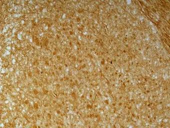 Anti-N-Cadherin antibody used in IHC (Frozen sections) (IHC-Fr). GTX127345