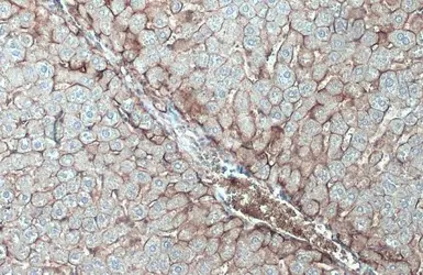 Anti-N-Cadherin antibody used in IHC (Paraffin sections) (IHC-P). GTX127345