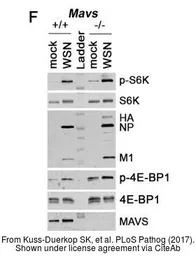 Anti-Influenza A virus H1N1 HA (Hemagglutinin) antibody used in Western Blot (WB). GTX127357