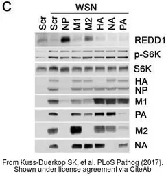 Anti-Influenza A virus H1N1 HA (Hemagglutinin) antibody used in Western Blot (WB). GTX127357