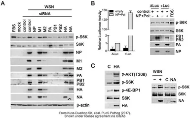 Anti-Influenza A virus H1N1 HA (Hemagglutinin) antibody used in Western Blot (WB). GTX127357