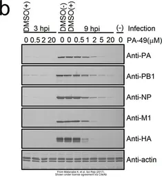Anti-Influenza A virus H1N1 HA (Hemagglutinin) antibody used in Western Blot (WB). GTX127357