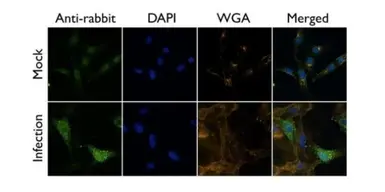 Anti-Influenza A virus H1N1 HA (Hemagglutinin) antibody used in Immunocytochemistry/ Immunofluorescence (ICC/IF). GTX127357
