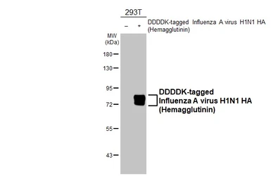 Anti-Influenza A virus H1N1 HA (Hemagglutinin) antibody used in Western Blot (WB). GTX127357