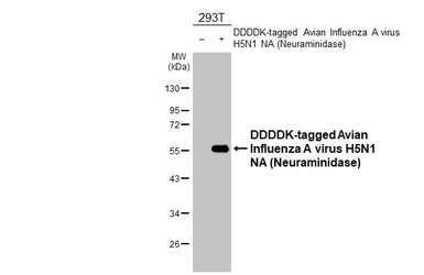 Anti-Avian Influenza A virus H5N1 NA (Neuraminidase) antibody used in Western Blot (WB). GTX127984
