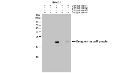 Anti-Dengue virus prM protein antibody used in Western Blot (WB). GTX128092