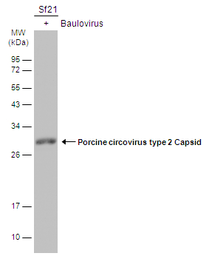 Anti-Porcine circovirus type 2 / PCV2 Capsid antibody used in Western Blot (WB). GTX128120
