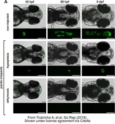 Anti-Pax2a antibody used in IHC (Whole mount) (IHC-Wm). GTX128127