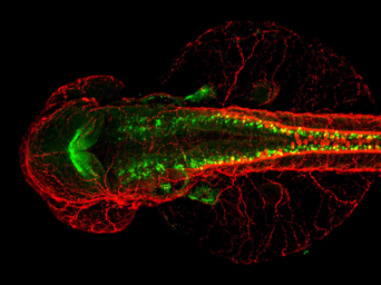 Anti-Pax2a antibody used in IHC (Whole mount) (IHC-Wm). GTX128127