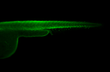 Anti-Mpx antibody used in IHC (Whole mount) (IHC-Wm). GTX128379