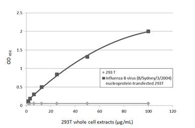 Anti-Influenza B virus Nucleoprotein antibody used in ELISA (ELISA). GTX128538