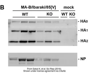 Anti-Influenza B virus Nucleoprotein antibody used in Western Blot (WB). GTX128539