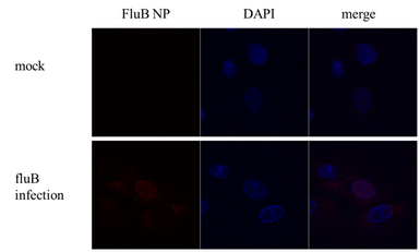 Anti-Influenza B virus Nucleoprotein antibody used in Immunocytochemistry/ Immunofluorescence (ICC/IF). GTX128539