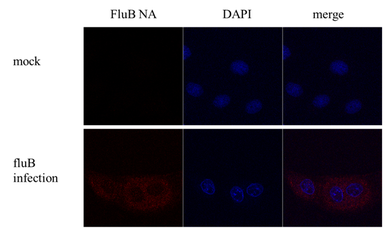 Anti-Influenza B virus Neuraminidase (NA) antibody used in Immunocytochemistry/ Immunofluorescence (ICC/IF). GTX128540