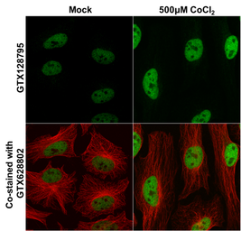 Anti-HIF1 beta antibody used in Immunocytochemistry/ Immunofluorescence (ICC/IF). GTX128795