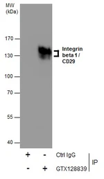 Anti-Integrin beta 1 / CD29 antibody used in Immunoprecipitation (IP). GTX128839
