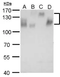 Anti-Integrin beta 1 / CD29 antibody used in Western Blot (WB). GTX128839