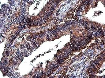Anti-Integrin beta 1 / CD29 antibody used in IHC (Paraffin sections) (IHC-P). GTX128839
