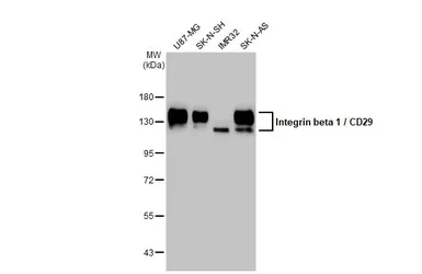 Anti-Integrin beta 1 / CD29 antibody used in Western Blot (WB). GTX128839