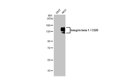 Anti-Integrin beta 1 / CD29 antibody used in Western Blot (WB). GTX128839
