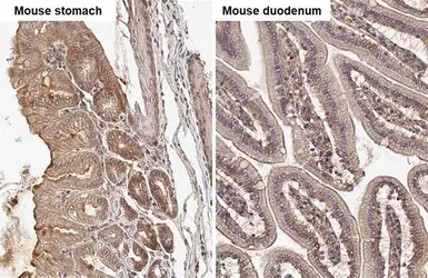 Anti-Integrin beta 1 / CD29 antibody used in IHC (Paraffin sections) (IHC-P). GTX128839