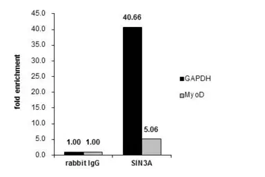 Anti-SIN3A antibody used in ChIP assay (ChIP assay). GTX129156
