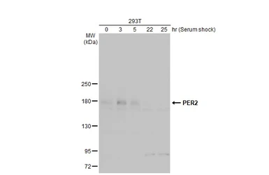 Anti-PER2 antibody used in Western Blot (WB). GTX129688