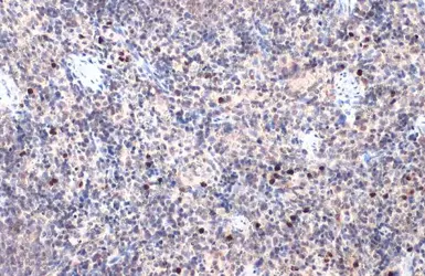 Anti-iNOS antibody used in IHC (Paraffin sections) (IHC-P). GTX130246