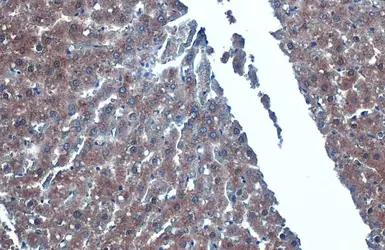 Anti-iNOS antibody used in IHC (Paraffin sections) (IHC-P). GTX130246