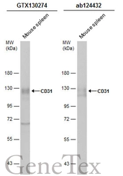 Anti-CD31 antibody used in Western Blot (WB). GTX130274