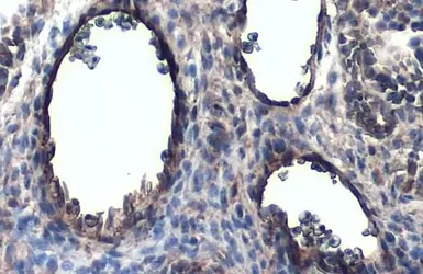 Anti-CD31 antibody used in IHC (Paraffin sections) (IHC-P). GTX130274