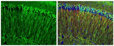 Anti-Tau antibody used in IHC (Paraffin sections) (IHC-P). GTX130462