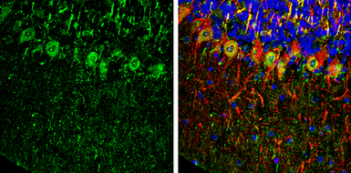 Anti-PHD2 antibody used in IHC (Frozen sections) (IHC-Fr). GTX132293