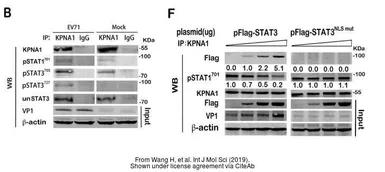 Anti-Enterovirus 71 VP1 antibody used in Western Blot (WB). GTX132338