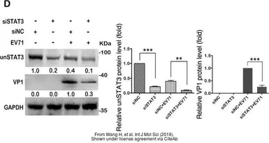 Anti-Enterovirus 71 VP1 antibody used in Western Blot (WB). GTX132338