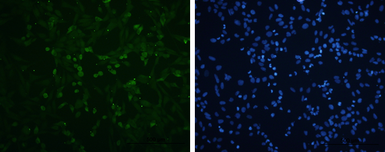 Anti-Enterovirus 71 VP3 antibody used in Immunocytochemistry/ Immunofluorescence (ICC/IF). GTX132341